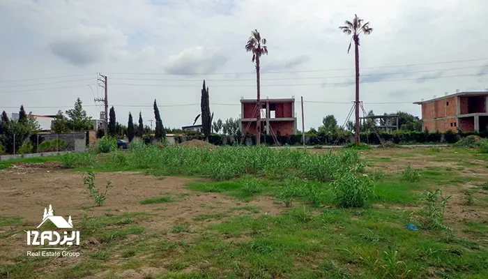 درختان نخل گرمسیری در زمین ویلایی مازندران و بررسی شرایط کاشت و ریسک‌های اقلیمی در شمال ایران